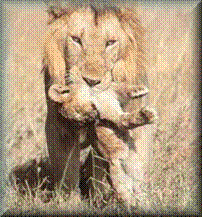 Lwy zabijaj mode spodzone przez innych samcw.